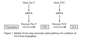 AP Biology slyacademy.com